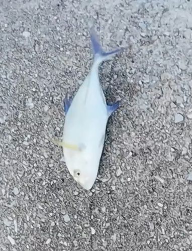 カスミアジの釣果