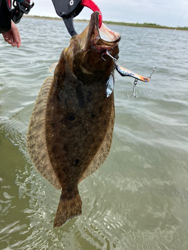 ソゲの釣果
