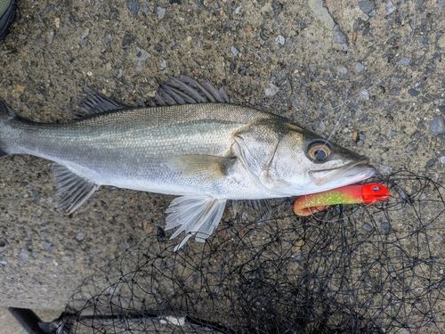 フッコ（マルスズキ）の釣果