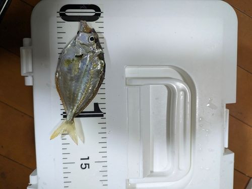ヒイラギの釣果