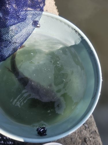 コイの釣果