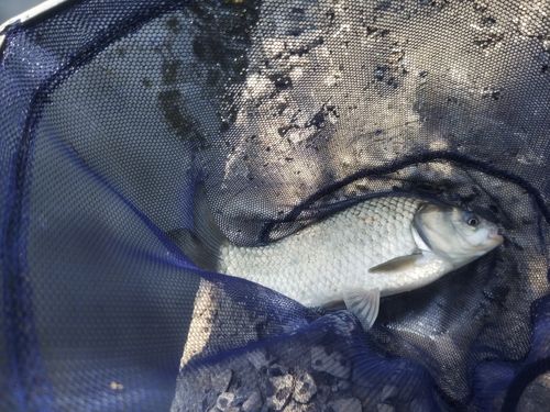 フナの釣果