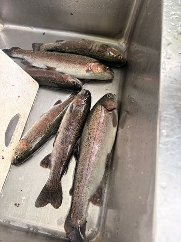 レインボートラウトの釣果