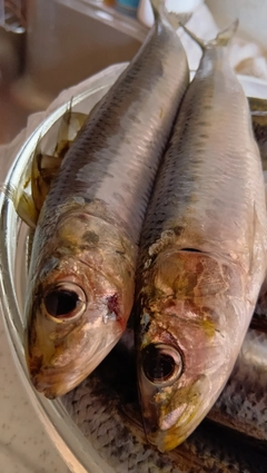 マイワシの釣果