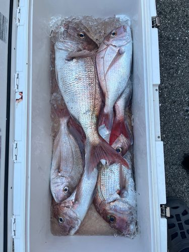 マダイの釣果