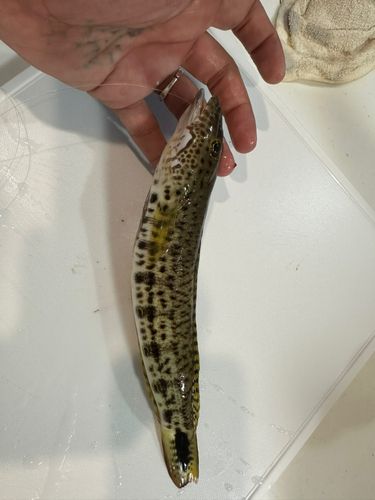 オグロトラギスの釣果