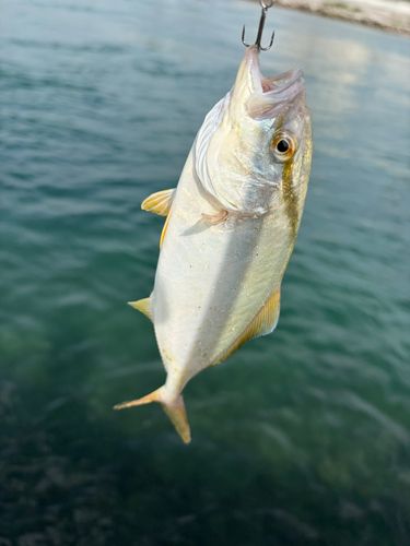 ショゴの釣果