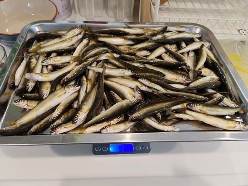 コアユの釣果