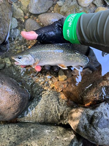 イワナの釣果