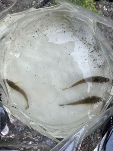 ハゼの釣果