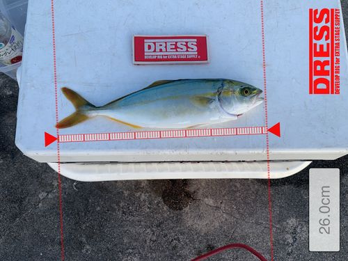 ショゴの釣果