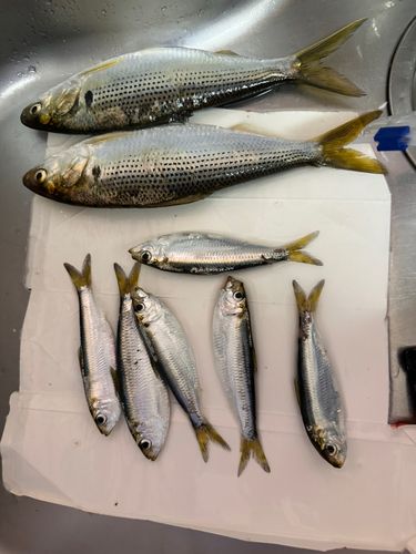コノシロの釣果