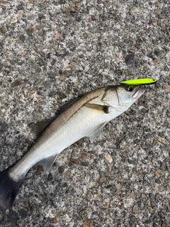 フッコ（マルスズキ）の釣果