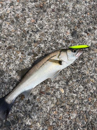 フッコ（マルスズキ）の釣果