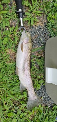ニジマスの釣果