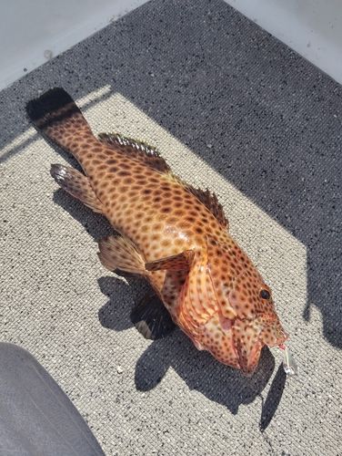 釣果