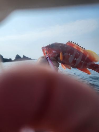 アカハタの釣果