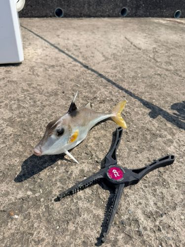 ギマの釣果