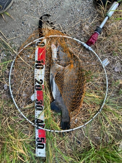 チヌの釣果