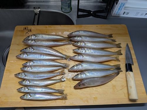 キスの釣果