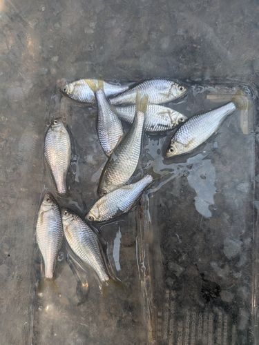 ヤリタナゴの釣果