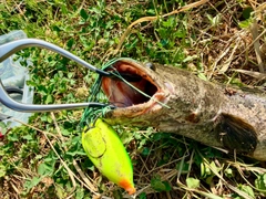 ライギョの釣果