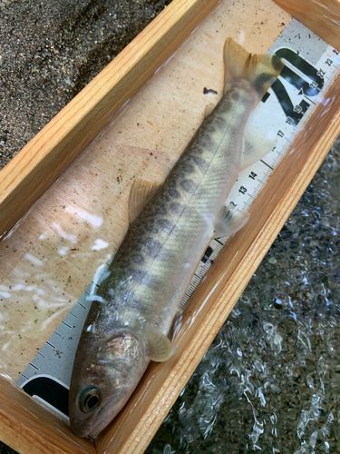 イワナの釣果