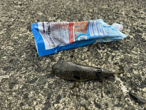 フグの釣果