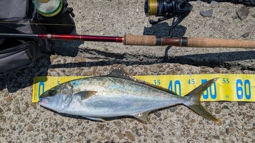 ヒラマサの釣果