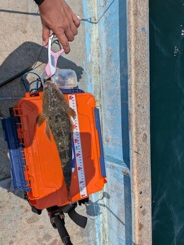 マゴチの釣果