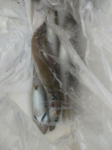 キスの釣果