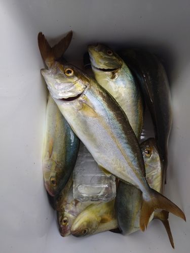 ショゴの釣果