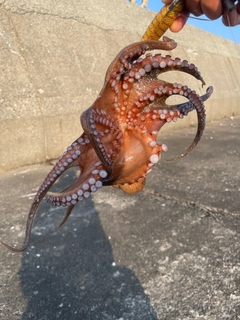 タコの釣果