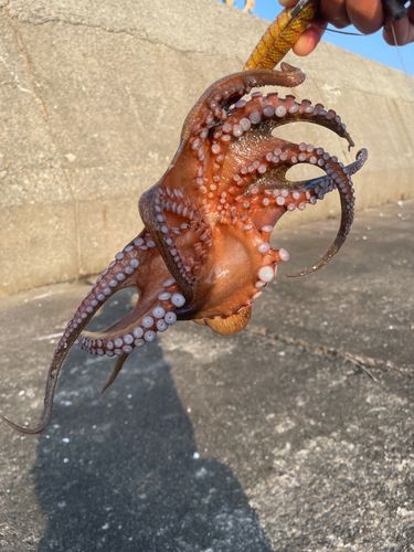 タコの釣果