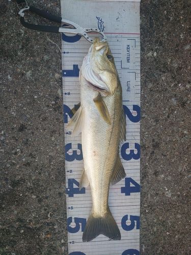 フッコ（マルスズキ）の釣果