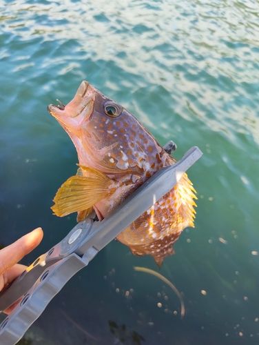キジハタの釣果