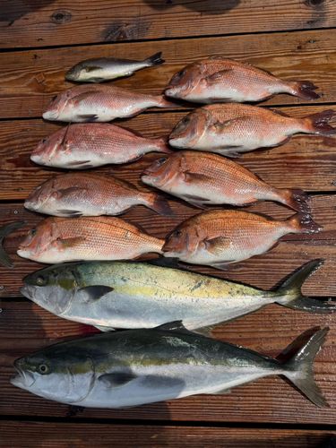 マダイの釣果