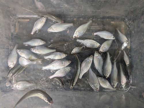 ヤリタナゴの釣果
