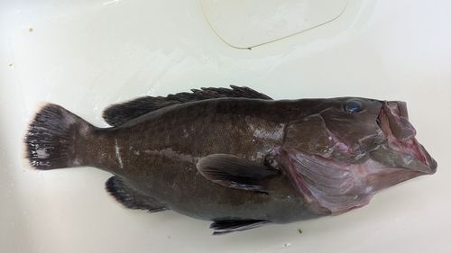 マハタの釣果