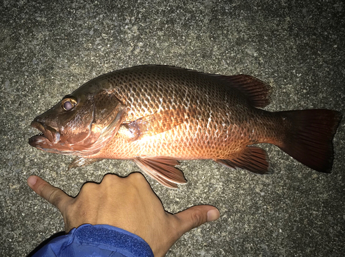 ゴマフエダイの釣果