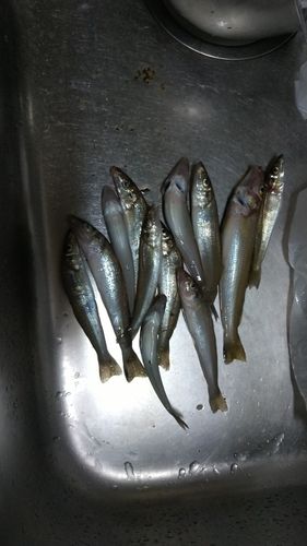 キスの釣果
