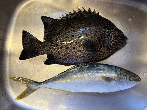 ヒラスの釣果