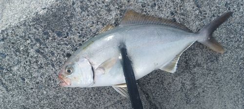 ショゴの釣果