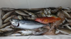 ソウダガツオの釣果