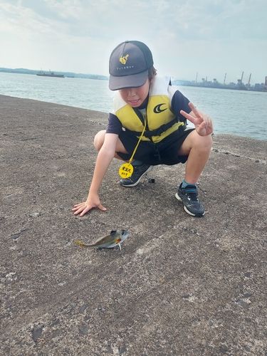 ギマの釣果