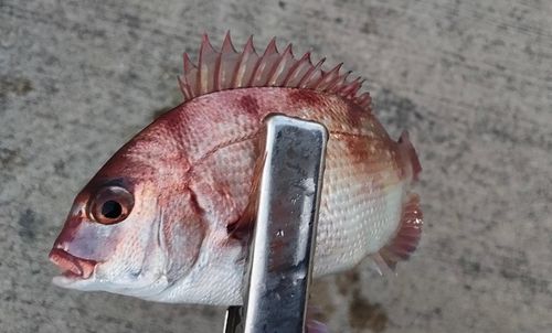 チャリコの釣果