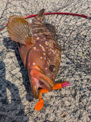 アコウの釣果