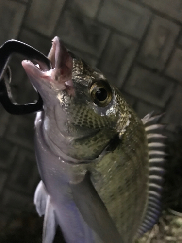 ミナミクロダイの釣果