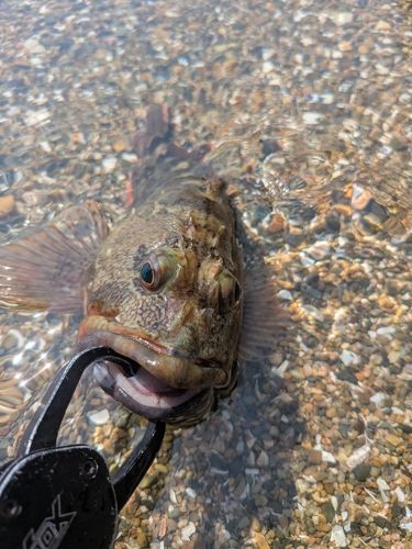 ガシラの釣果