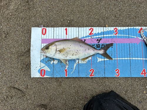 ショゴの釣果